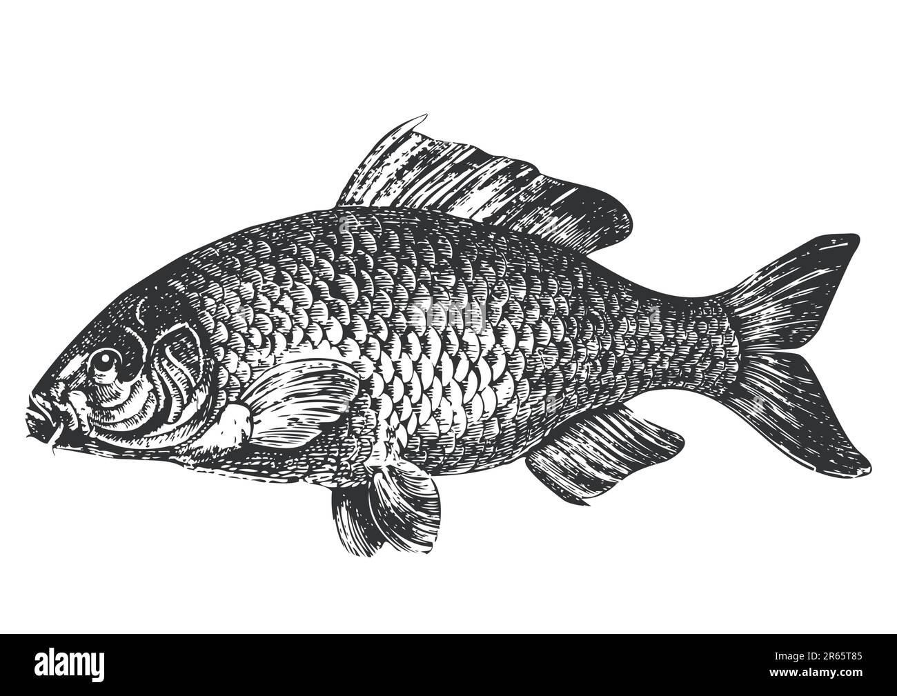 Illustration de carpe de poisson, antique graphik, isolé sur fond blanc, graphique vectoriel entièrement évolutif inclus EPS v8 et 300 dpi JPG. Illustration de Vecteur