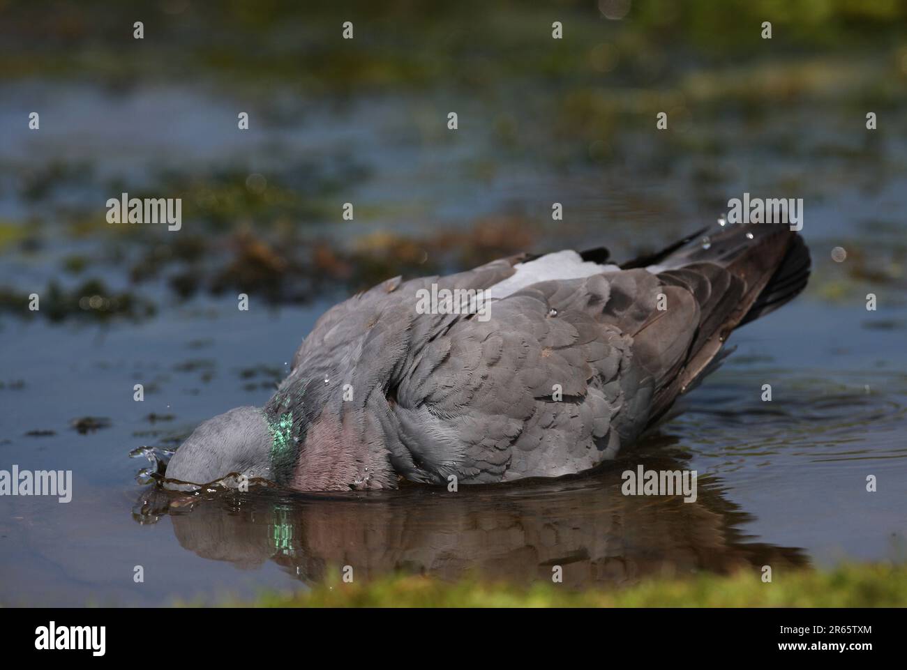 Stock Dove (Columba oenas) adulte baignade Eccles-on-Sea, Norfolk, Royaume-Uni. Juillet Banque D'Images