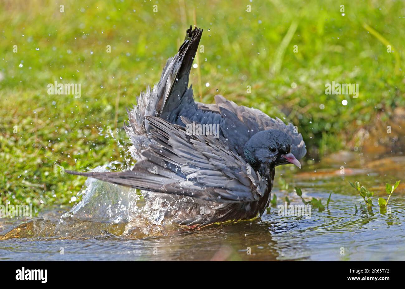 Stock Dove (Columba oenas) adulte baignade Eccles-on-Sea, Norfolk, Royaume-Uni. Juillet Banque D'Images