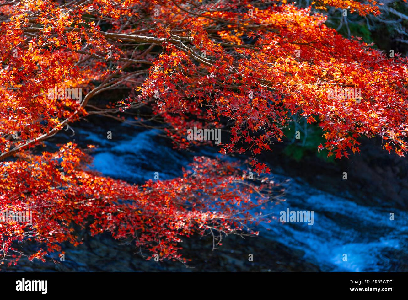Vallée de Yoro en feuilles d'automne Banque D'Images