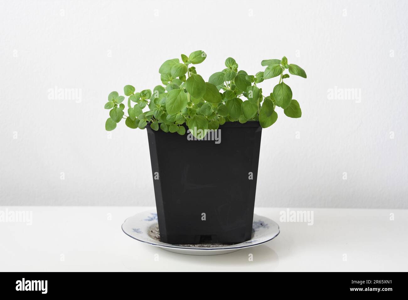 Plante d'origan (Origanum vulgare) cultivée à l'intérieur dans un pot noir. Herbe isolée sur un fond blanc. Espace négatif pour le texte, orientation paysage. Banque D'Images