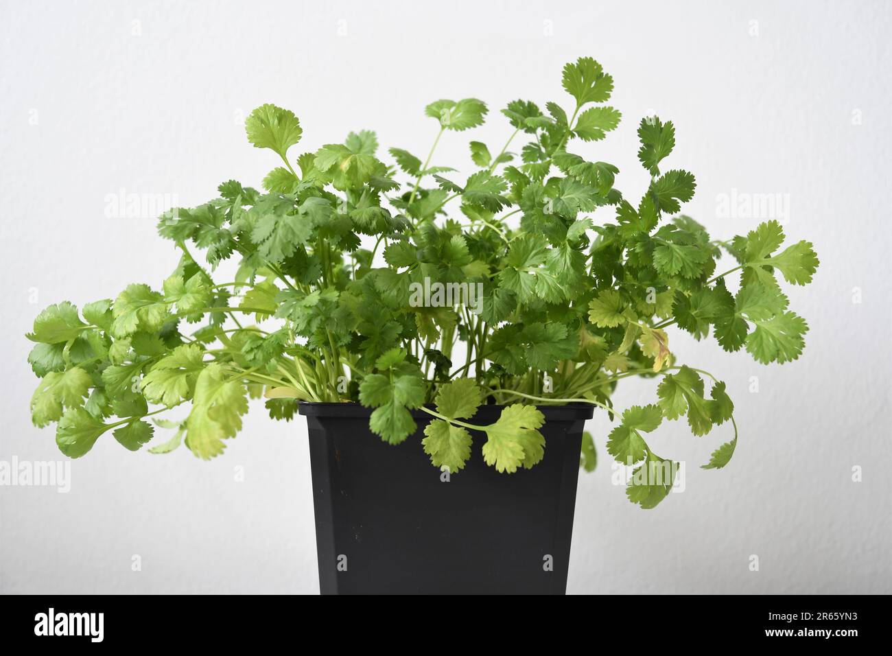 Plante de coriandre ou de coriandre (Coriandrum sativum) cultivée en intérieur dans un pot noir. Herbe isolée sur un fond blanc. Espace négatif pour le texte. Banque D'Images