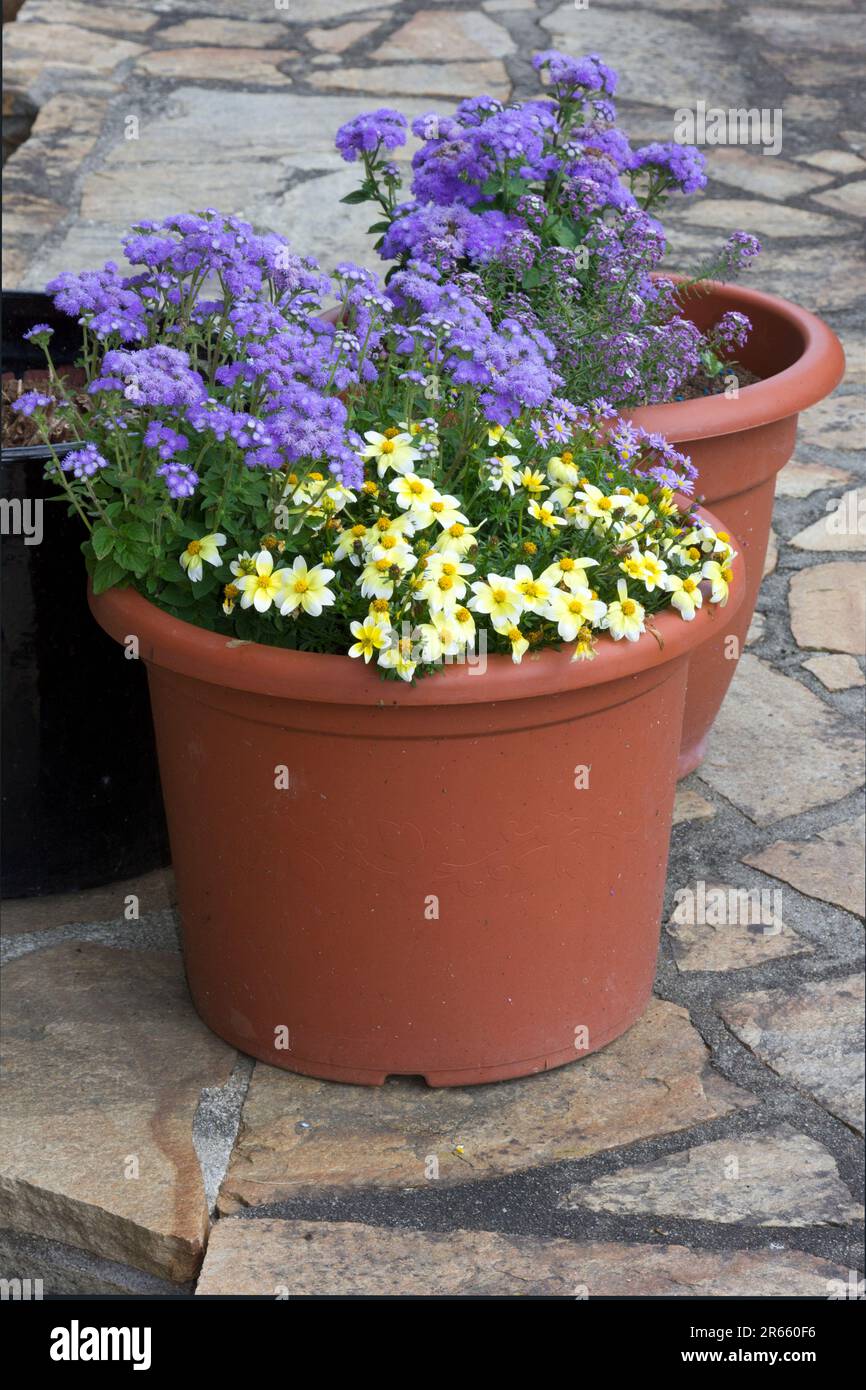 Fleurs cultivées en pot poussant sur un patio. Banque D'Images