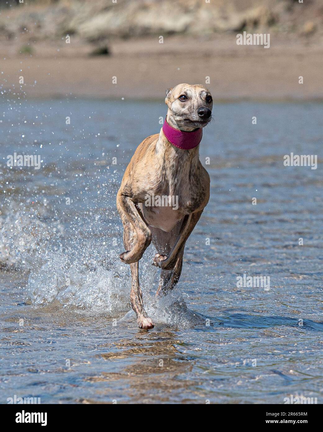 chien de race blanche courant dans la mer Banque D'Images