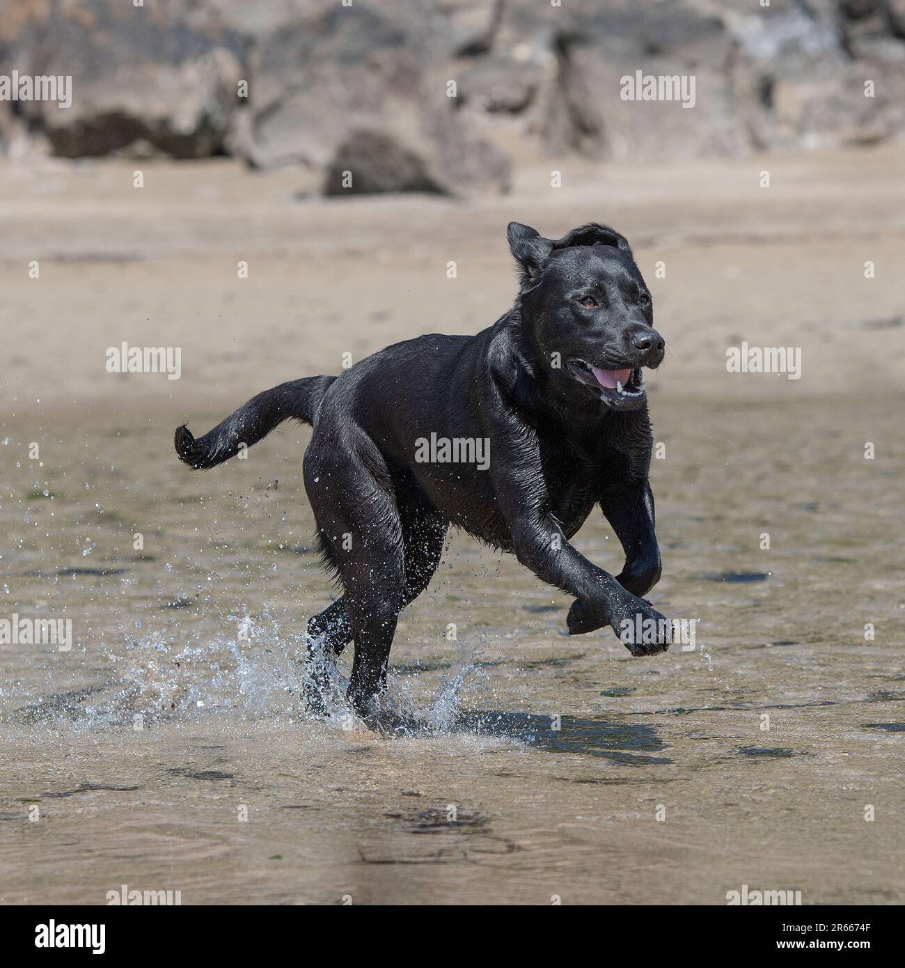 retriever du labrador noir qui coule à travers l'eau Banque D'Images