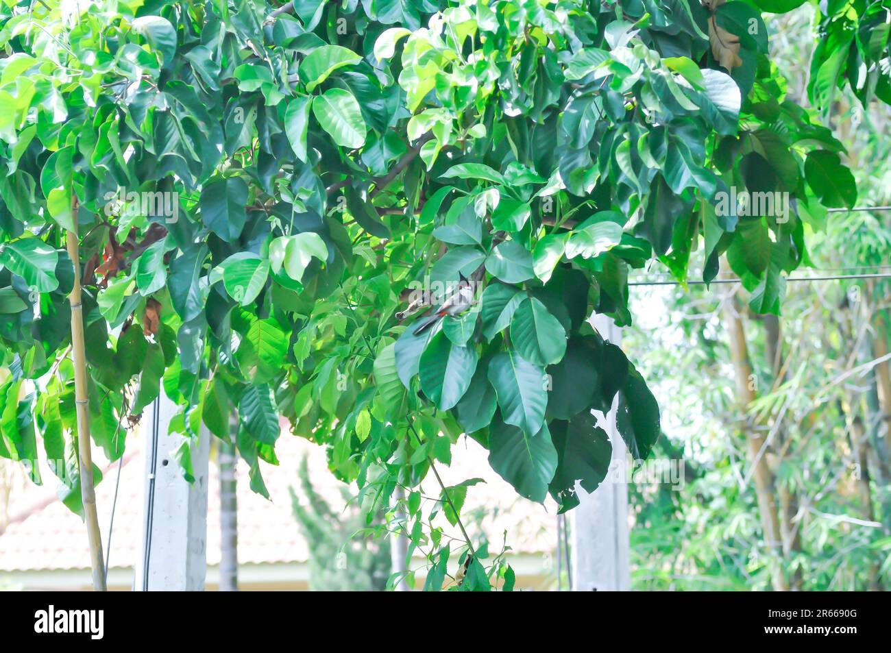 Arbre sentol jaune Banque de photographies et d’images à haute ...