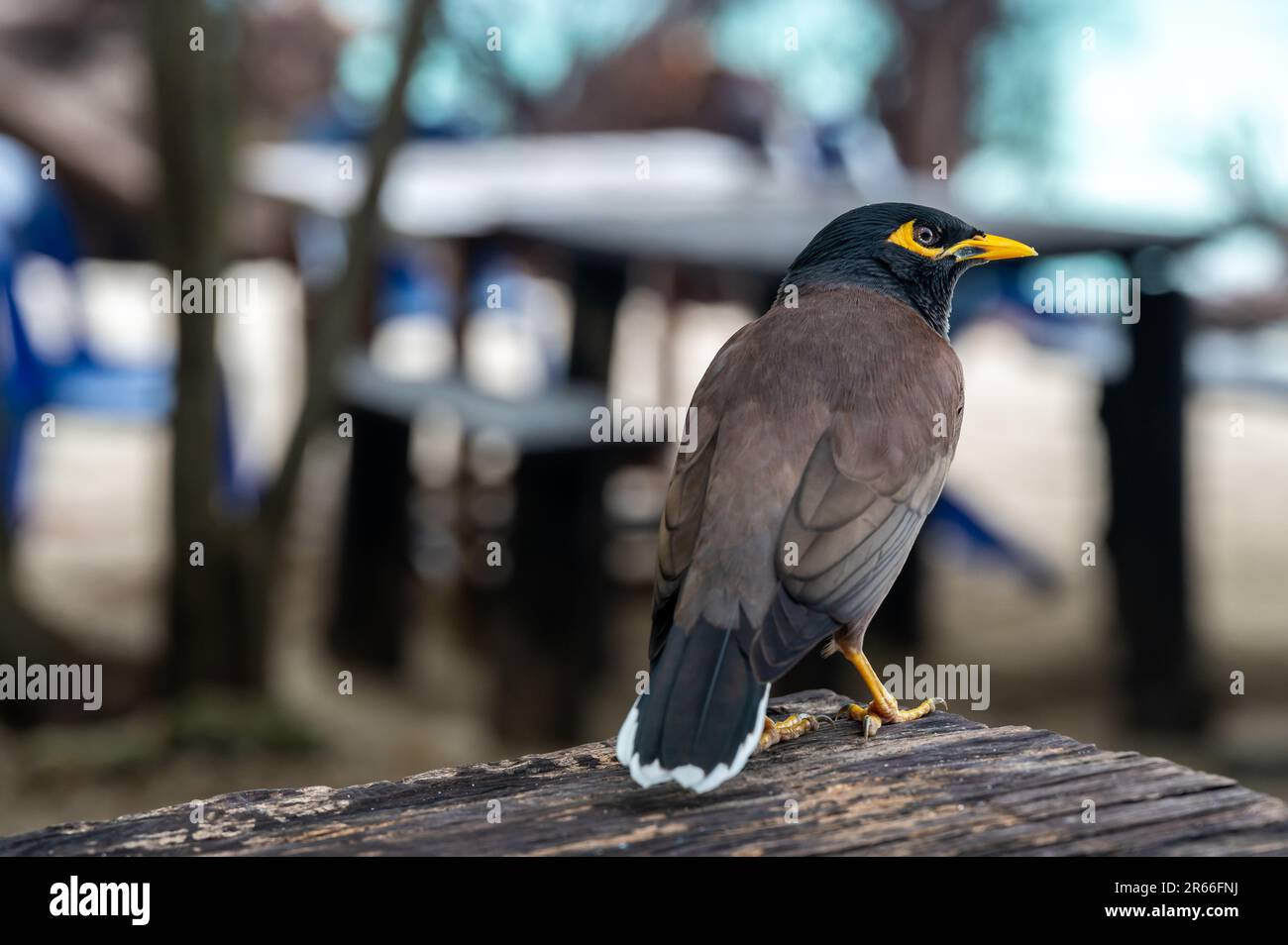 L'oiseau commun de Myna, nom latin Acridotheres Tristis Tristis, est assis sur le tronc. Bamboo Island, Thaïlande. Banque D'Images