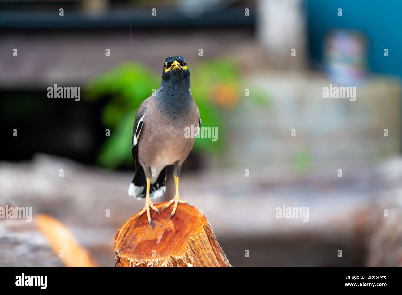 L'oiseau commun de Myna, nom latin Acridotheres Tristis Tristis, est assis sur le tronc. Bamboo Island, Thaïlande. Banque D'Images