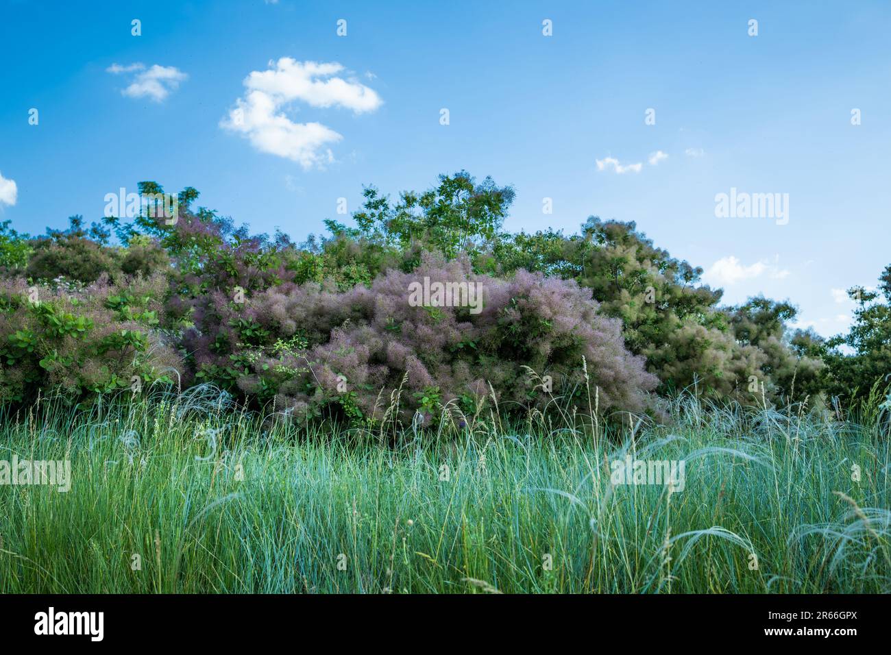 Une herbe incroyablement belle en juin. Banque D'Images