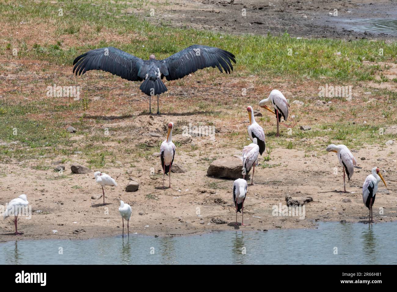 Rive du lac avec aile de cigognes de Marabou qui s'étend parmi les cigognes de bec jaune, tiré dans la lumière d'été lumineuse, parc Kruger, Mpumalanga, Afrique du Sud Banque D'Images