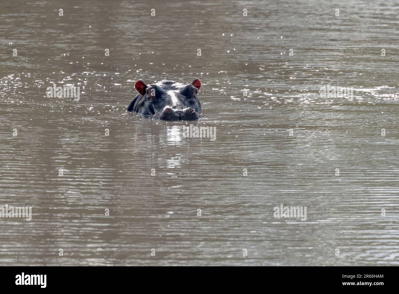 Hippopotame tête dans les eaux scintillantes du lac dans le shrubland, tourné dans la lumière d'été lumineuse, Kruger Park, Mpumalanga, Afrique du Sud Banque D'Images