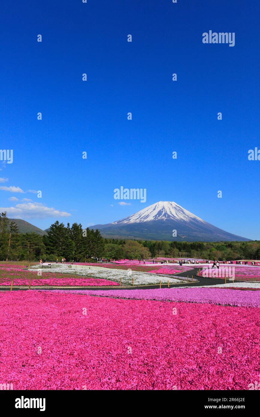 Shiba-zakura au Mont Fuji Motosuko Resort et le Mont Fuji Banque D'Images