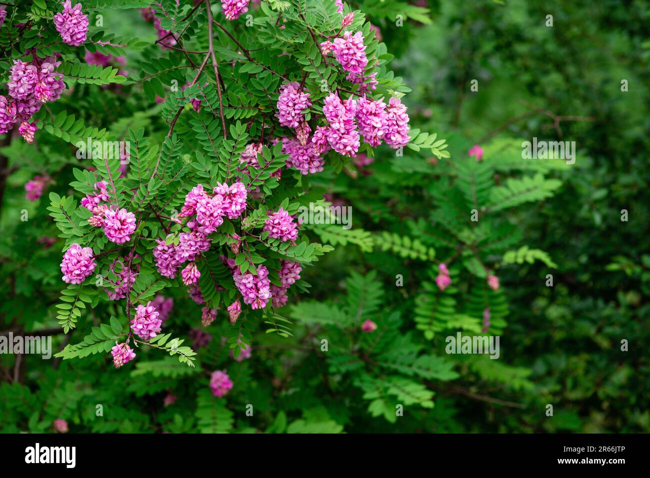 Floraison printanière d'acacia rose avec des feuilles vertes au mois de mai. Espace pour le texte Robinia viscosa Banque D'Images