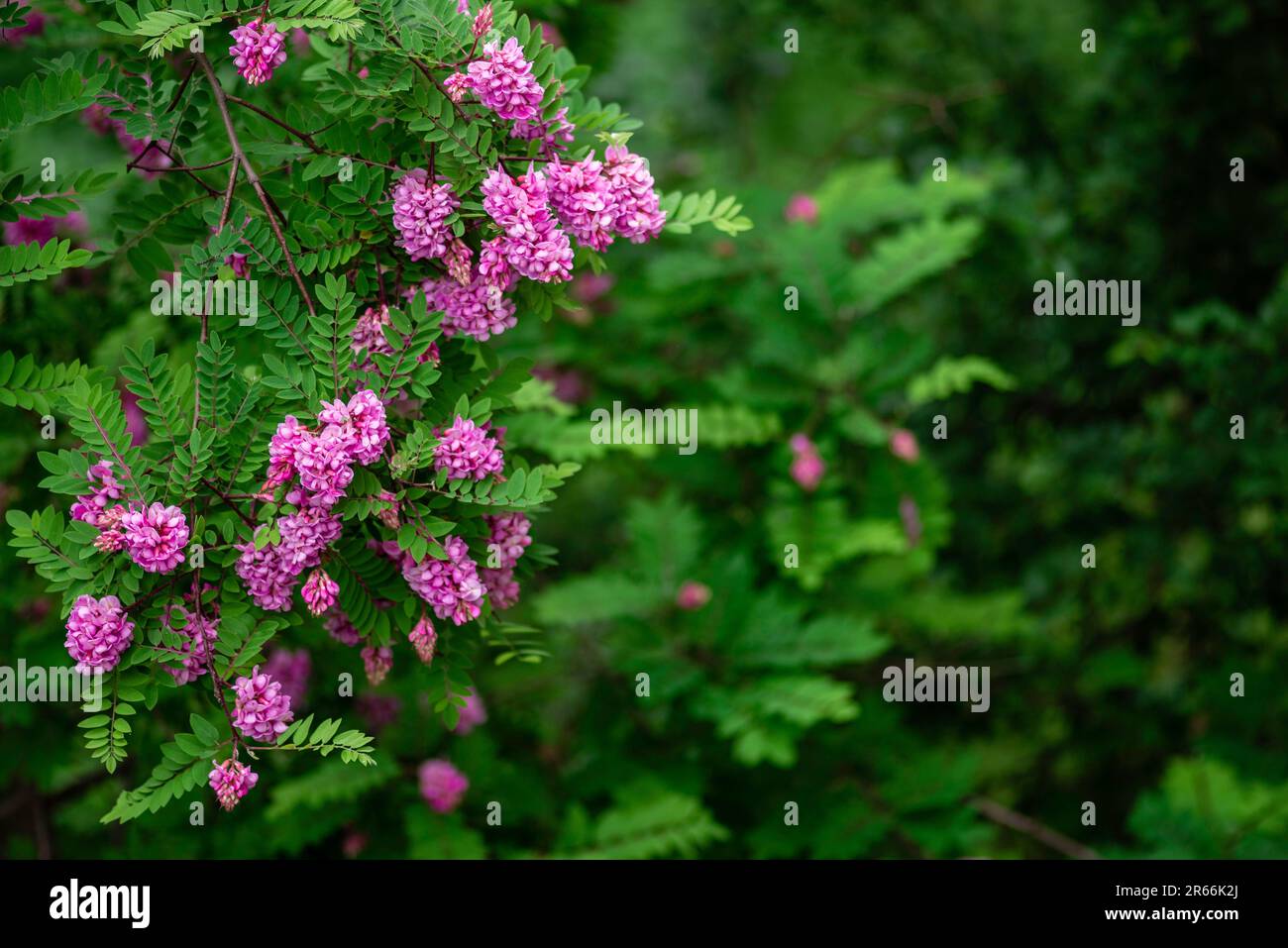 Floraison printanière d'acacia rose avec des feuilles vertes au mois de mai. Espace pour le texte Robinia viscosa Banque D'Images