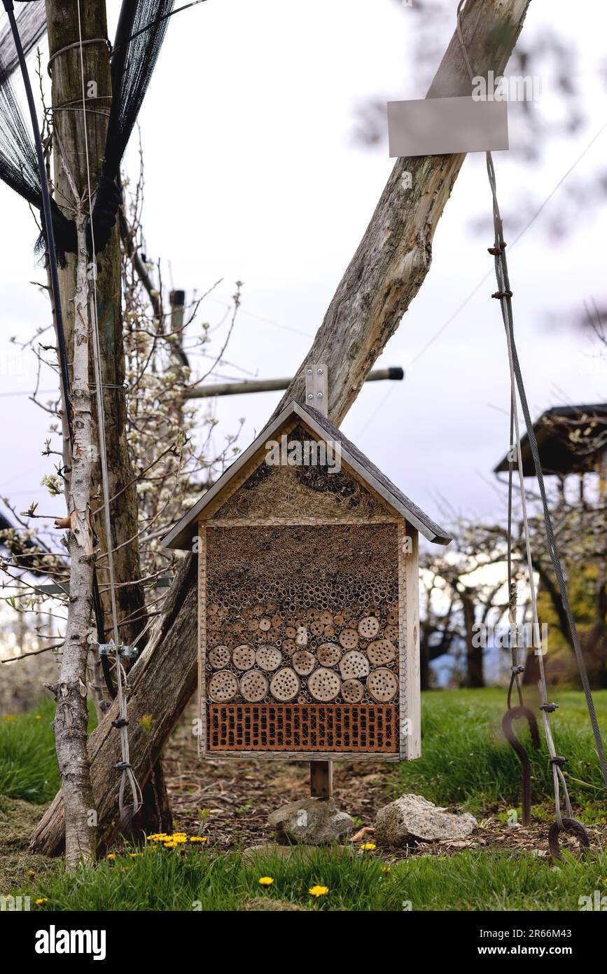 Maison d'insectes accrochée à un arbre sur des plantations de pommes en Styrie Banque D'Images