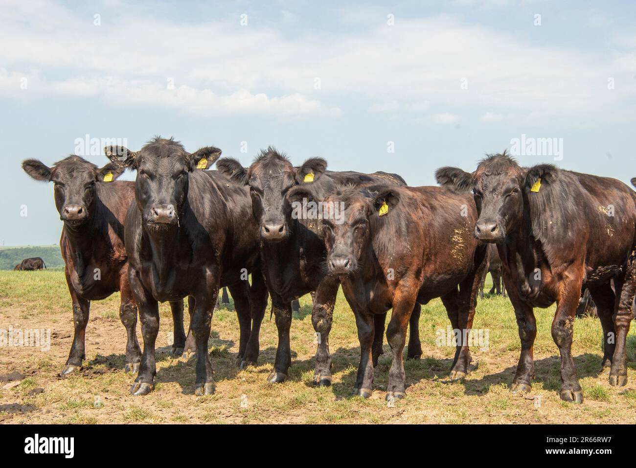 Les vaches Aberdeen Angus noires Banque D'Images