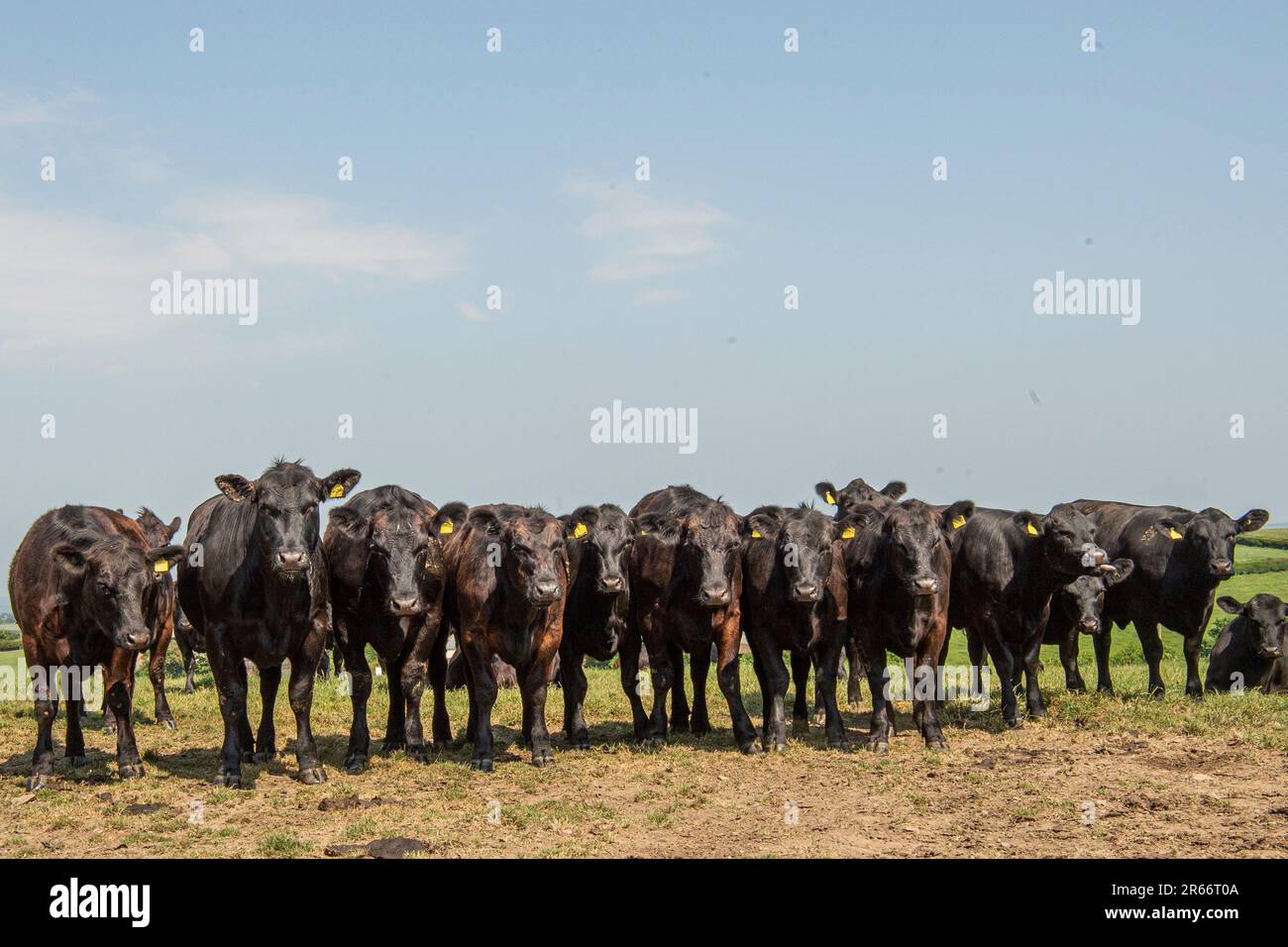 Les vaches Aberdeen Angus noires Banque D'Images