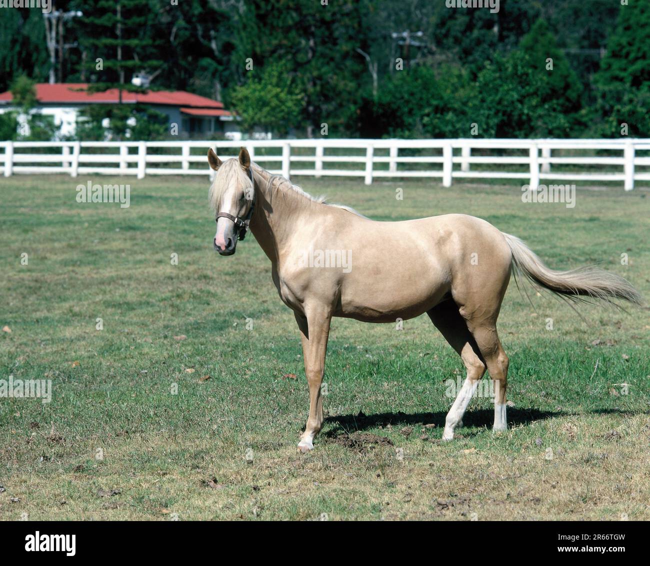Australie. Queensland. Palomino jument cheval dans le paddock. Banque D'Images