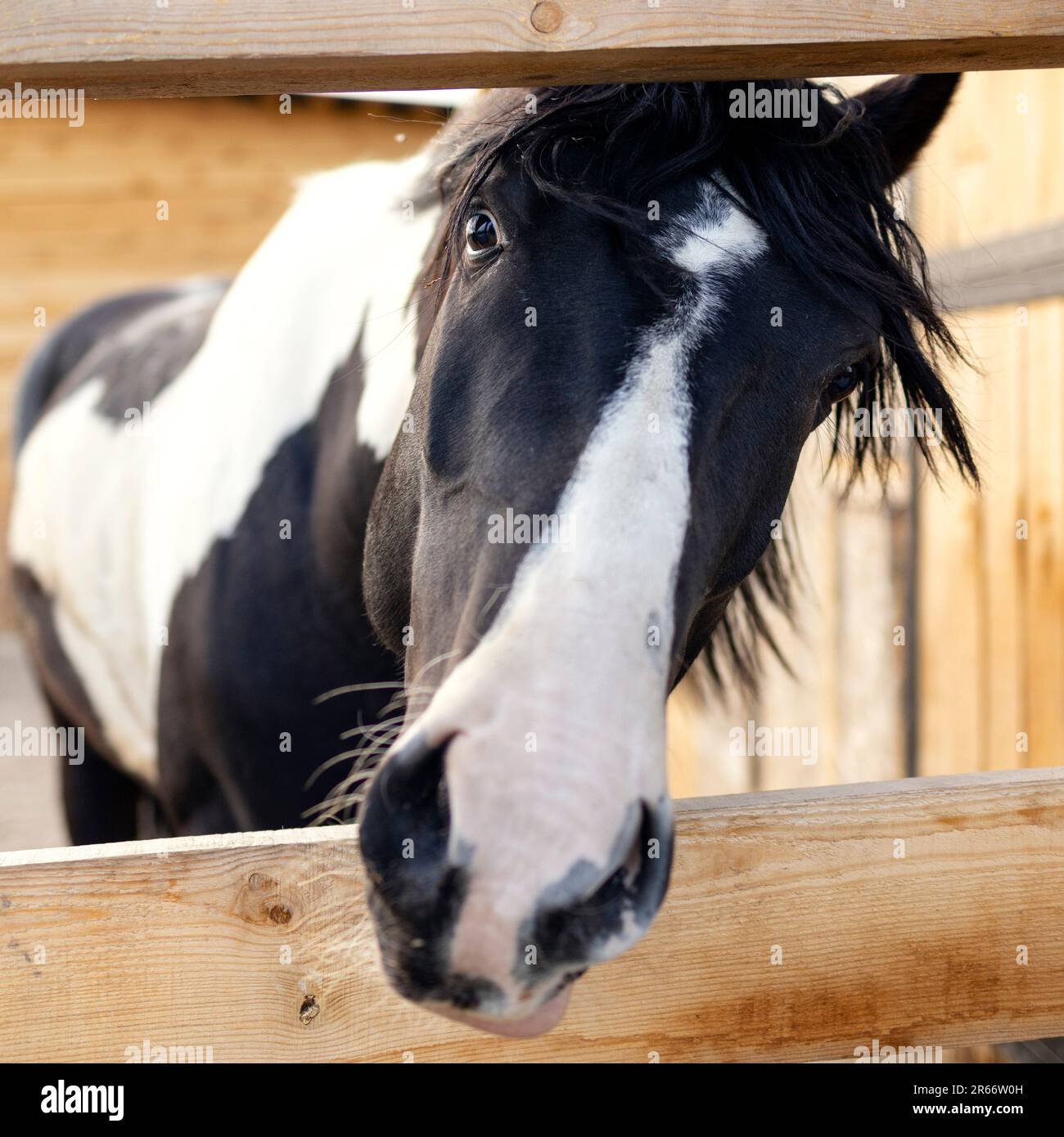 Un cheval piebald de la combinaison tobiano colle son museau et regarde la caméra Banque D'Images