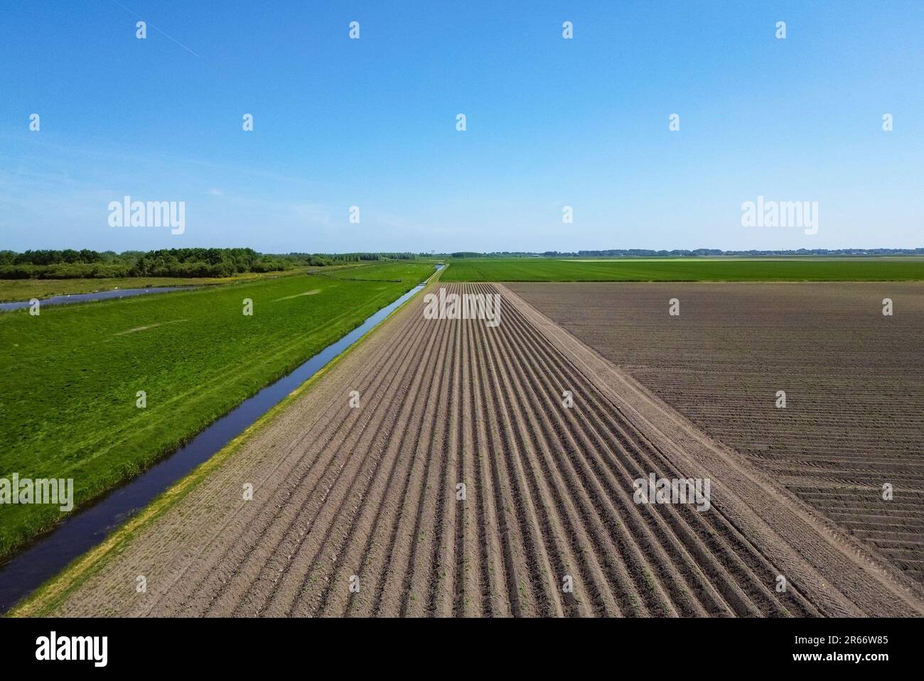 Image en perspective d'un champ agricole dans lequel des semis ont eu lieu Banque D'Images