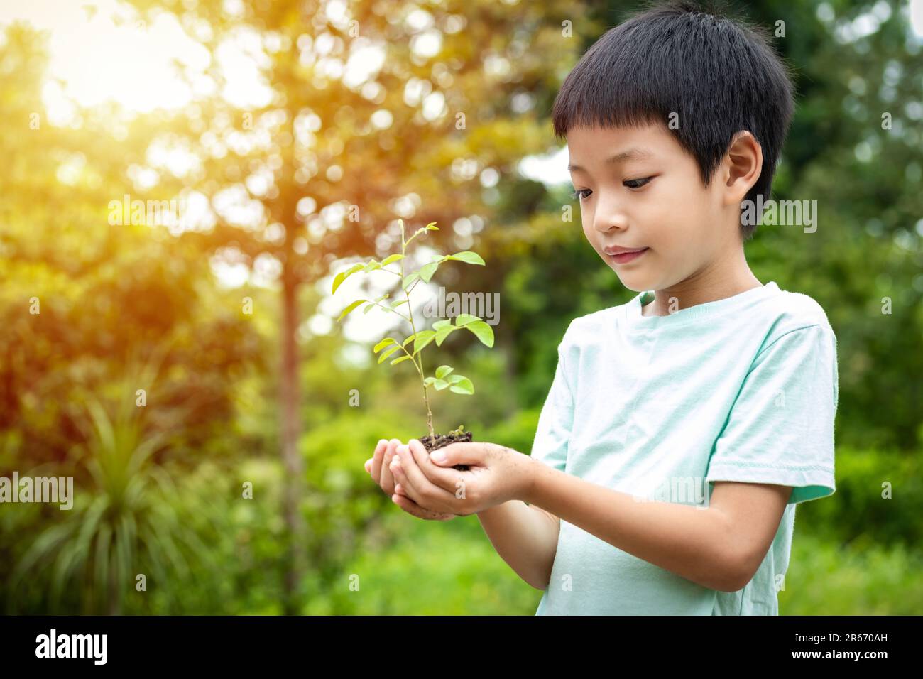Les mains du petit garçon tiennent un petit arbre. Garçon asiatique tenant une plantule dans sa main. Le garçon sourit et se tient au petit arbre dans sa main Banque D'Images