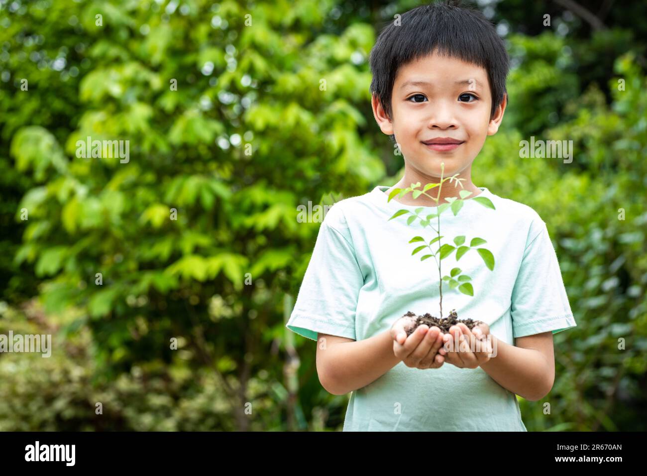 Les mains du petit garçon tiennent un petit arbre. Garçon asiatique tenant une plantule dans sa main. Le garçon est souriant et regardant la caméra. Banque D'Images