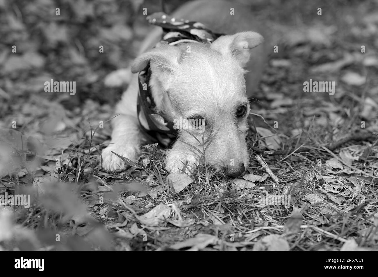Un adorable chien timide est en plein air avec un regard triste sur son visage Banque D'Images