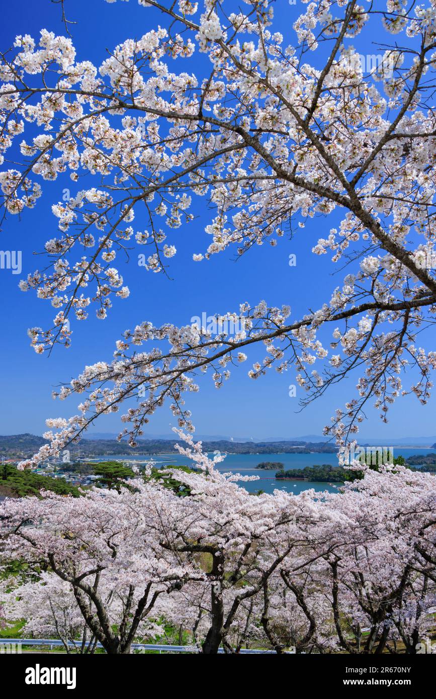 Matsushima aux fleurs de cerisiers Banque D'Images