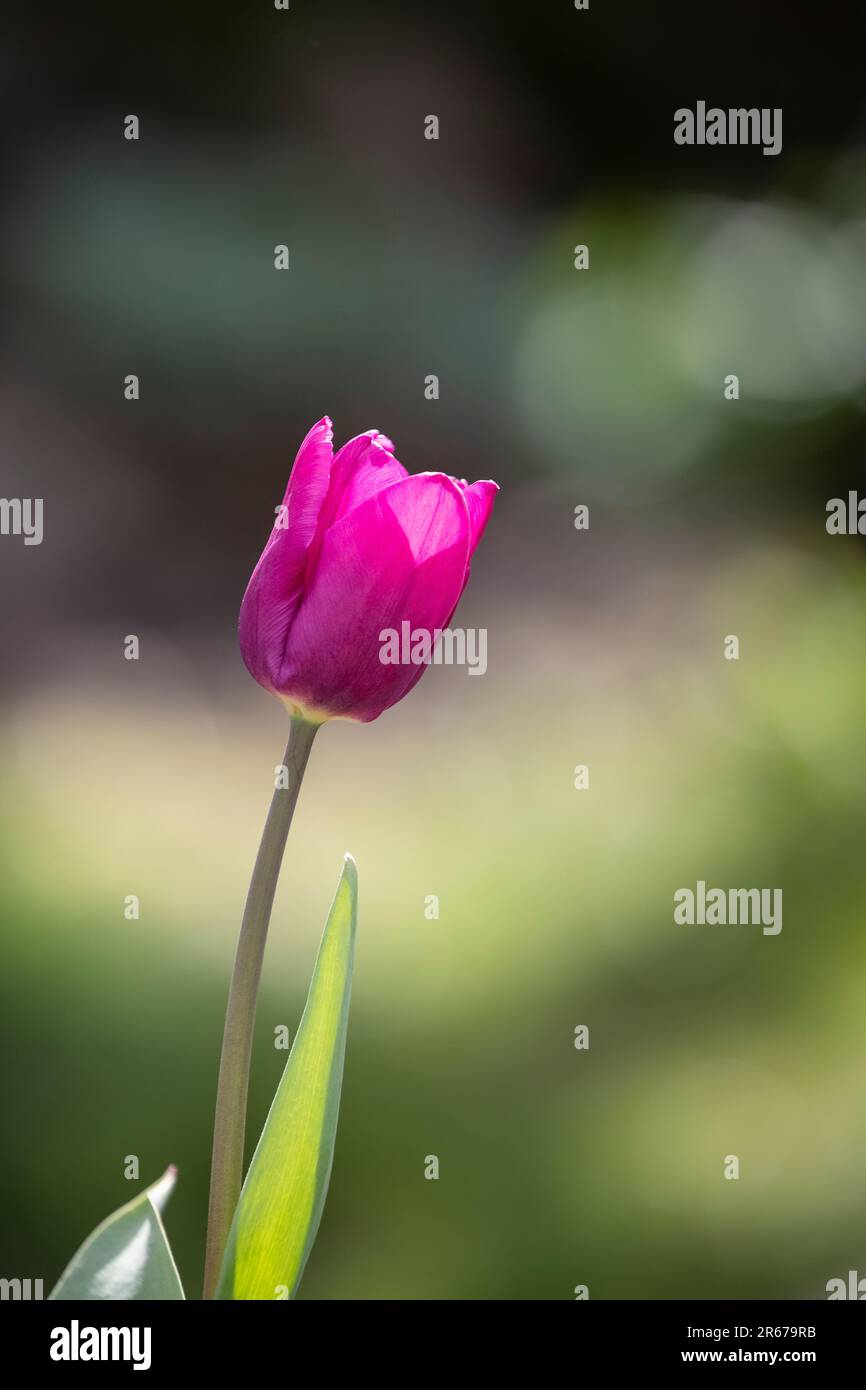 Une tulipe rose unique, (Tulipa) fleurit en avril contre un arrière-plan diffus dans un jardin domestique Banque D'Images