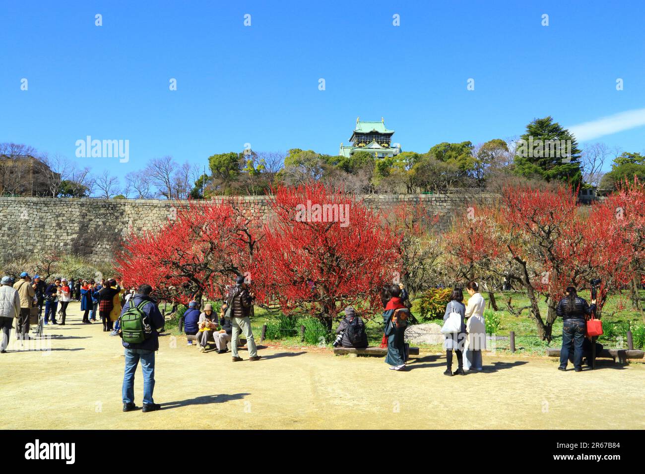 Parc du château d'Osaka (prune) grove et observateurs de cerisiers en fleurs Banque D'Images