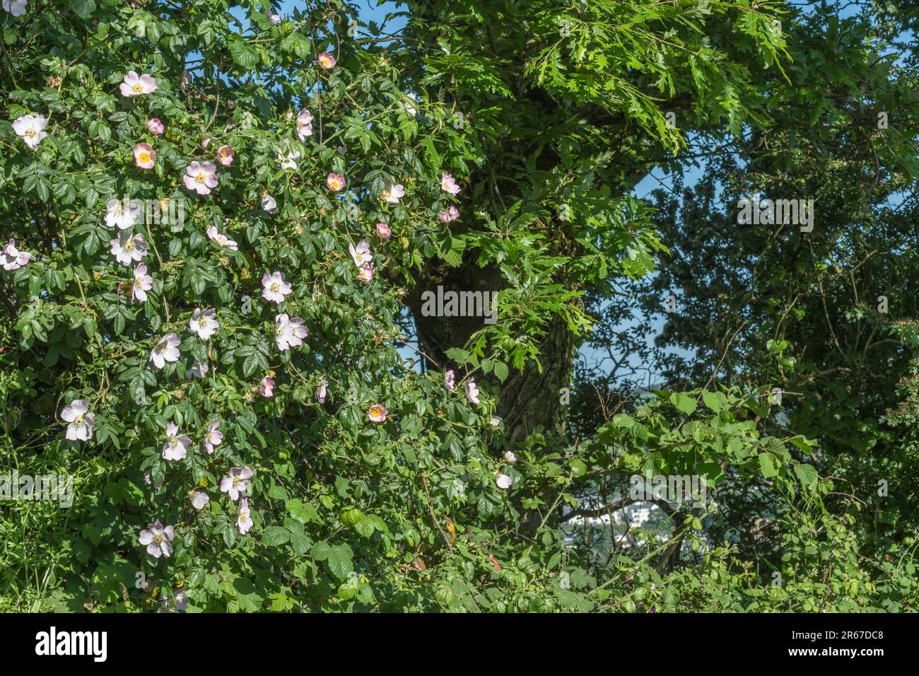 Grand chien à fleurs Rose / Rosa canina agg. Culture à Cornish hedgerow. La rose de chien de mauvaises herbes du Royaume-Uni a été utilisée comme plante médicinale dans les remèdes à base de plantes médicinales. Banque D'Images