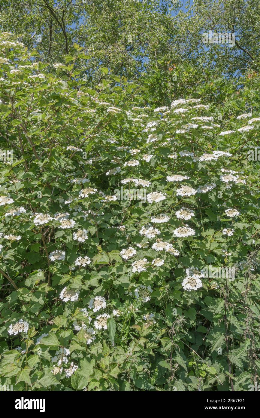 Arbustes en fleur de Guelder Rose / Viburnum opulus poussant dans un hedgerow (voir Notes). Les baies peuvent être mangées une fois cuites, et ancienne plante médicinale. Banque D'Images