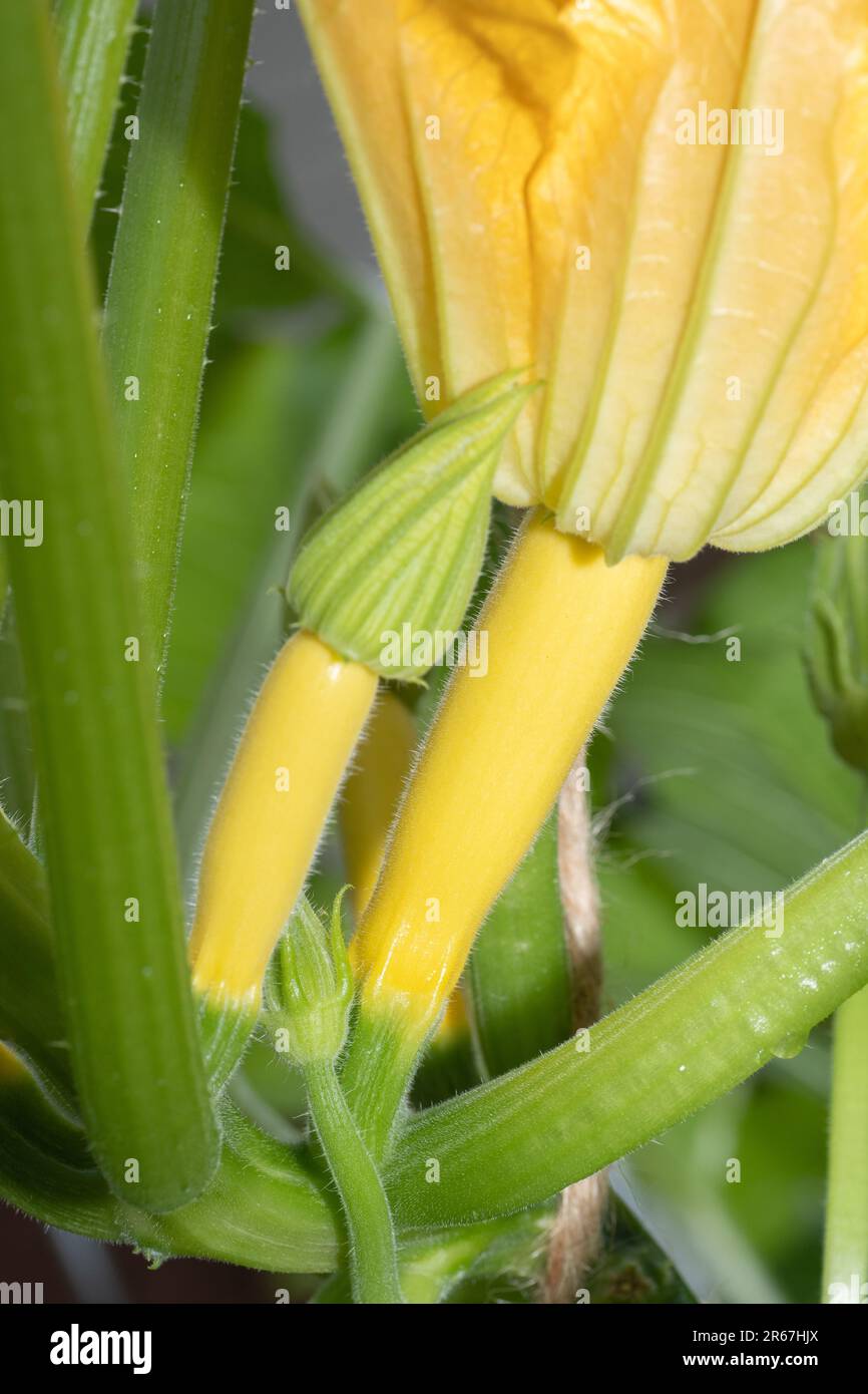 Une plante jaune d'été saine pousse dans un potager du Texas. Banque D'Images