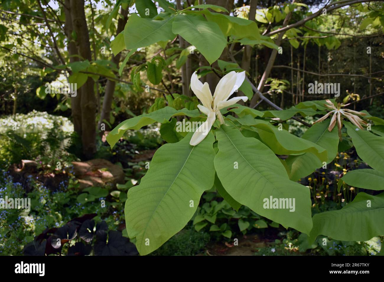 Feuillage et fleurs de l'Umbrella magnolia ou Magnolia tripetala, et petit arbre originaire du sud-est des États-Unis. Banque D'Images