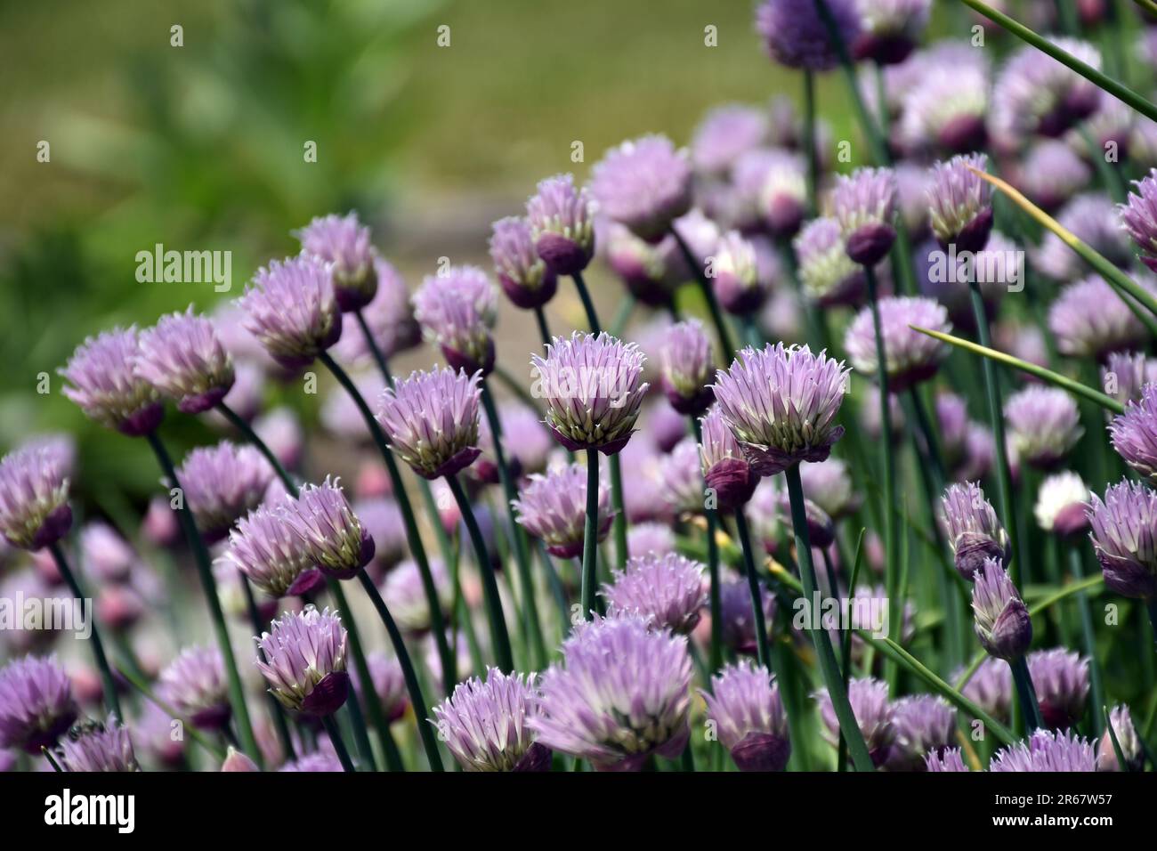 Les ciboulettes pourpres, alias Allium schoenoprasum, sont une herbe populaire à cultiver dans le jardin. Banque D'Images
