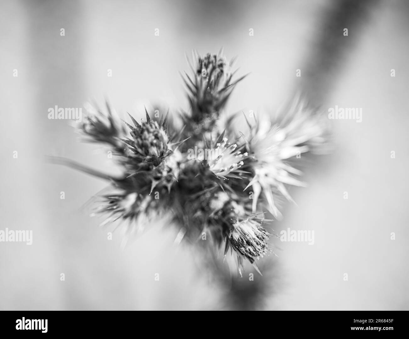 macro photographie de la fleur sauvage sur le terrain en noir et blanc Banque D'Images