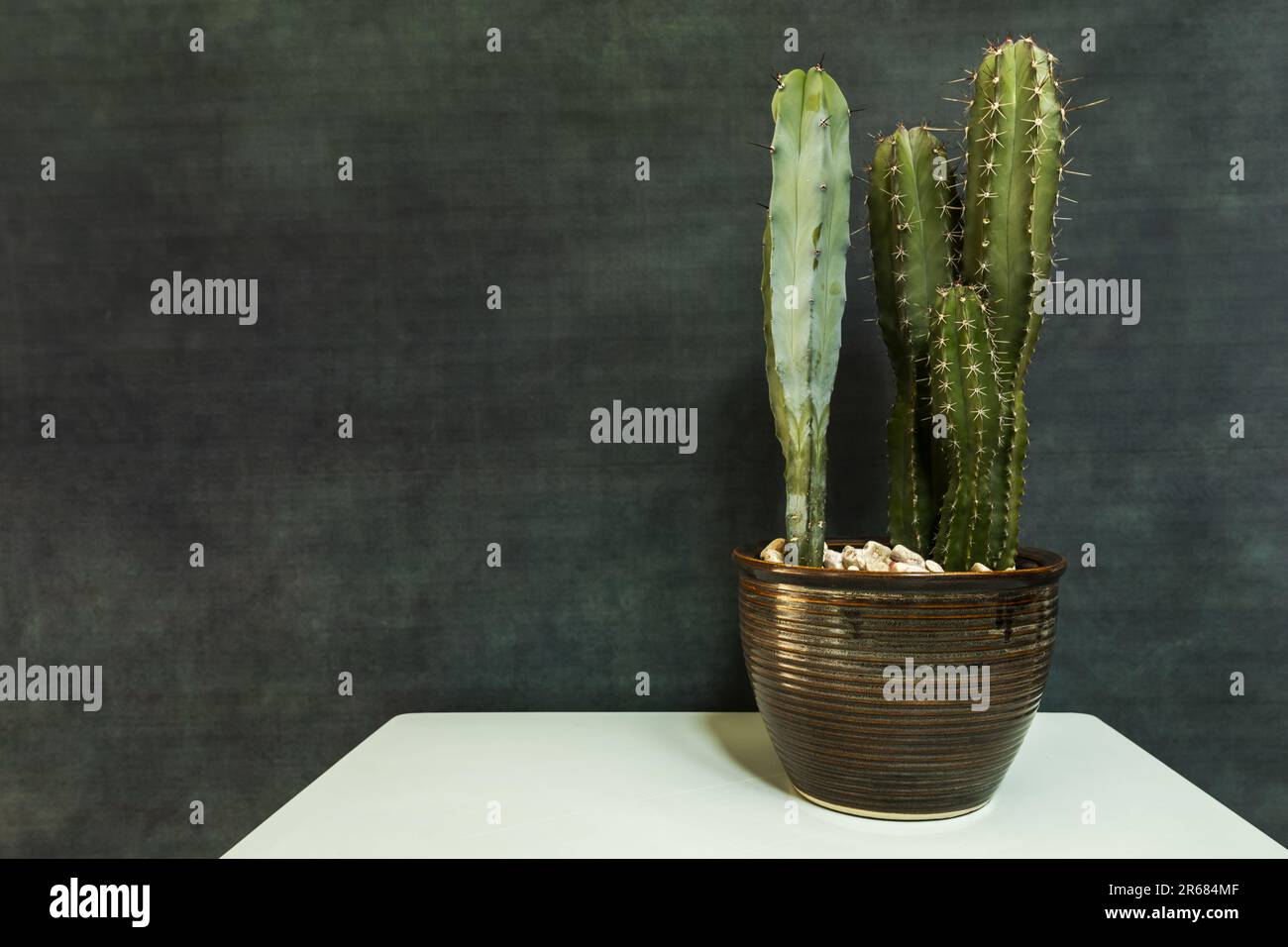 Le Cereus est une belle plante succulente de la grande famille des Cactaceae, très appréciée pour sa forme de colonne et ses fleurs particulières Banque D'Images