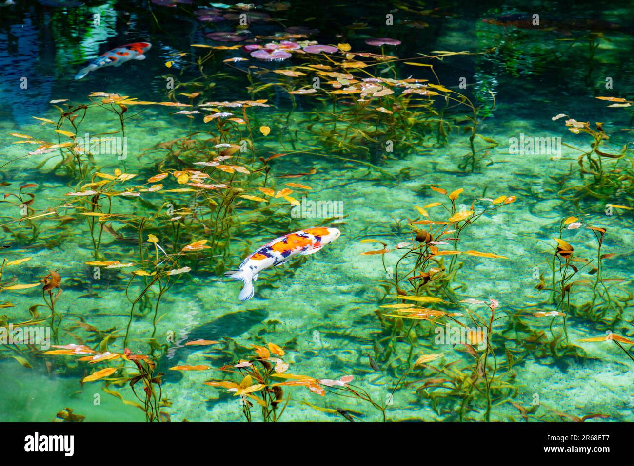 Étang de Monet Banque D'Images