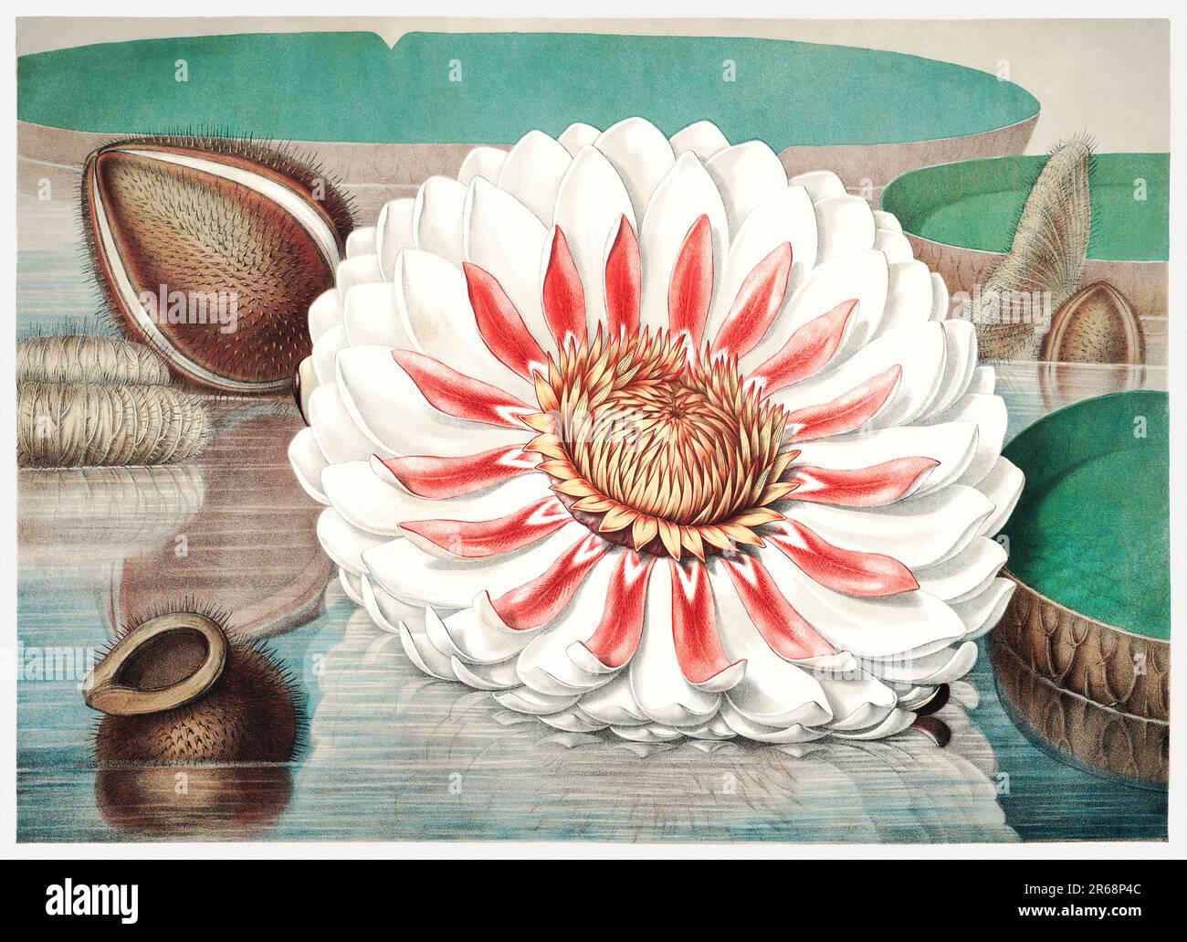 19th fleurs du siècle Illustration: Victoria Regia, le Lily d'eau Majestic de l'Amérique. Banque D'Images