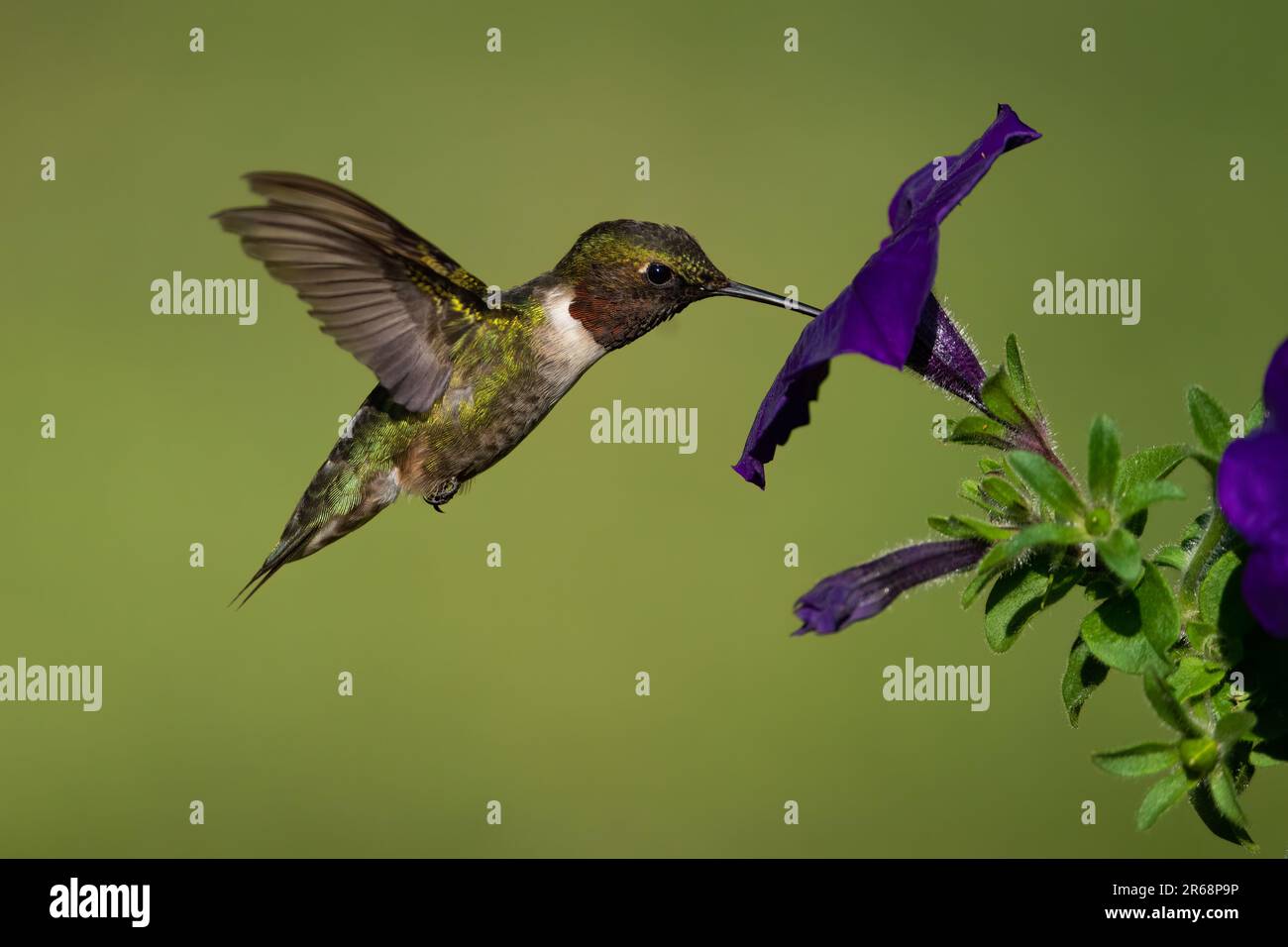 Un colibri à gorge rubis qui rassemble le nectar des pétunias. Banque D'Images
