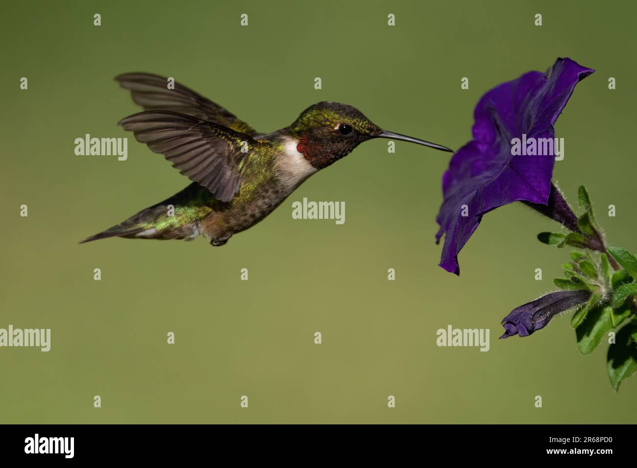 Un colibri à gorge rubis recueillir le nectar. Banque D'Images