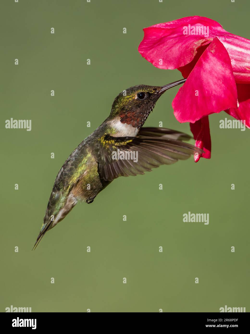 Un colibri à gorge rubis recueillir le nectar. Banque D'Images