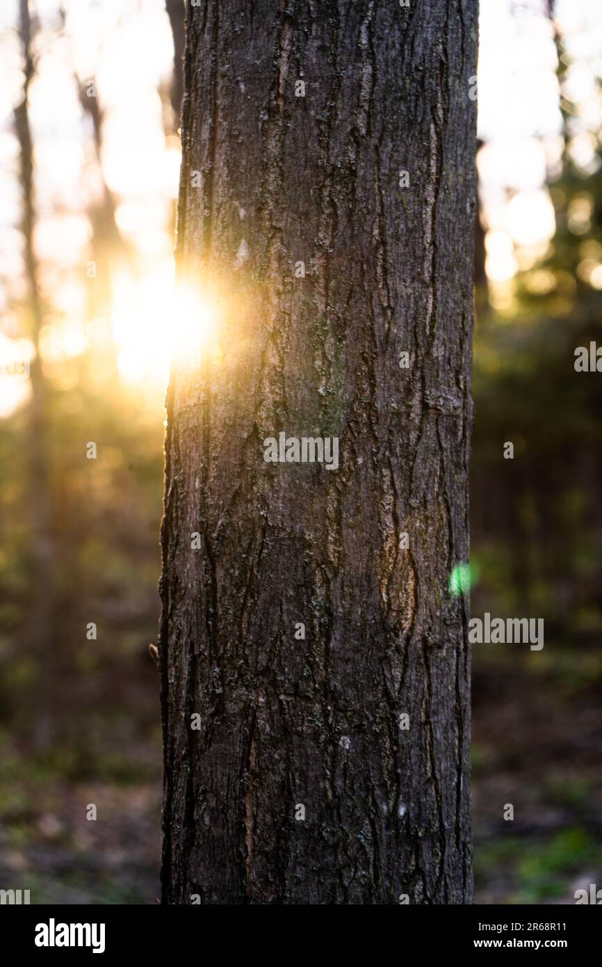 Coucher de soleil à travers les arbres. Photo de haute qualité. Banque D'Images