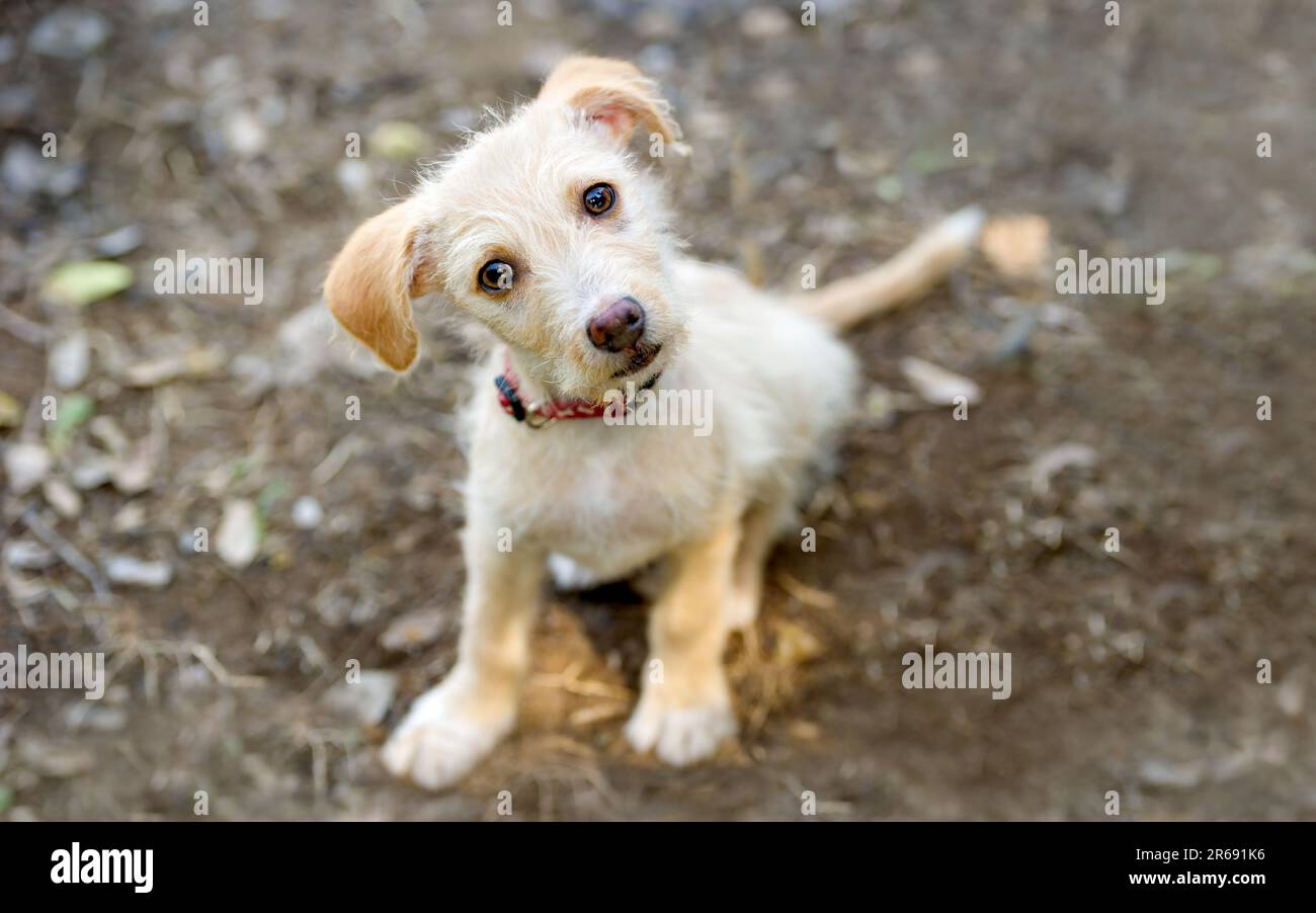 Un adorable chien de chiot regarde avec Un regard curieux et confus sur son visage Banque D'Images