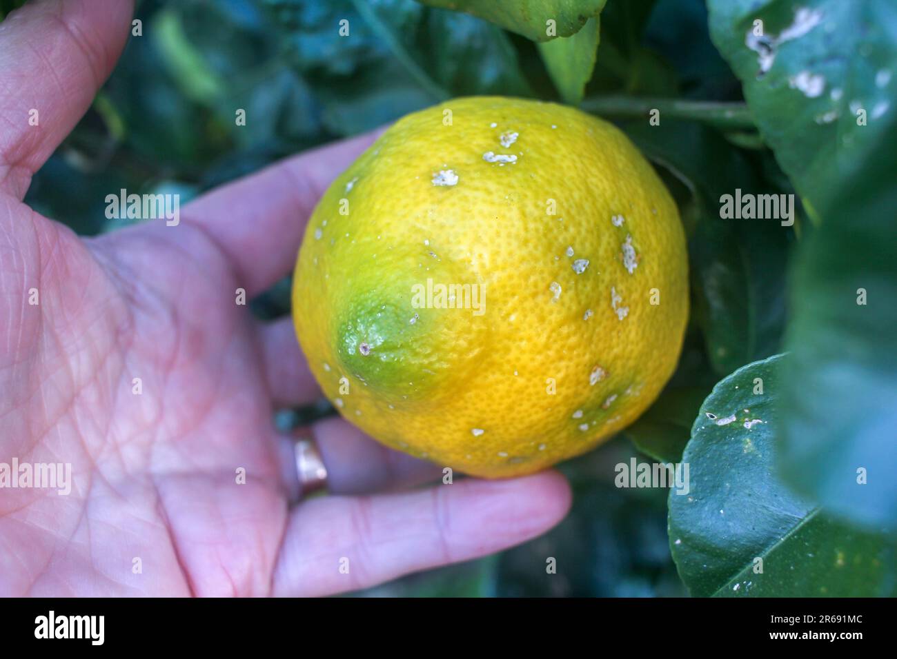 toucher un citron dans un citronnier Banque D'Images