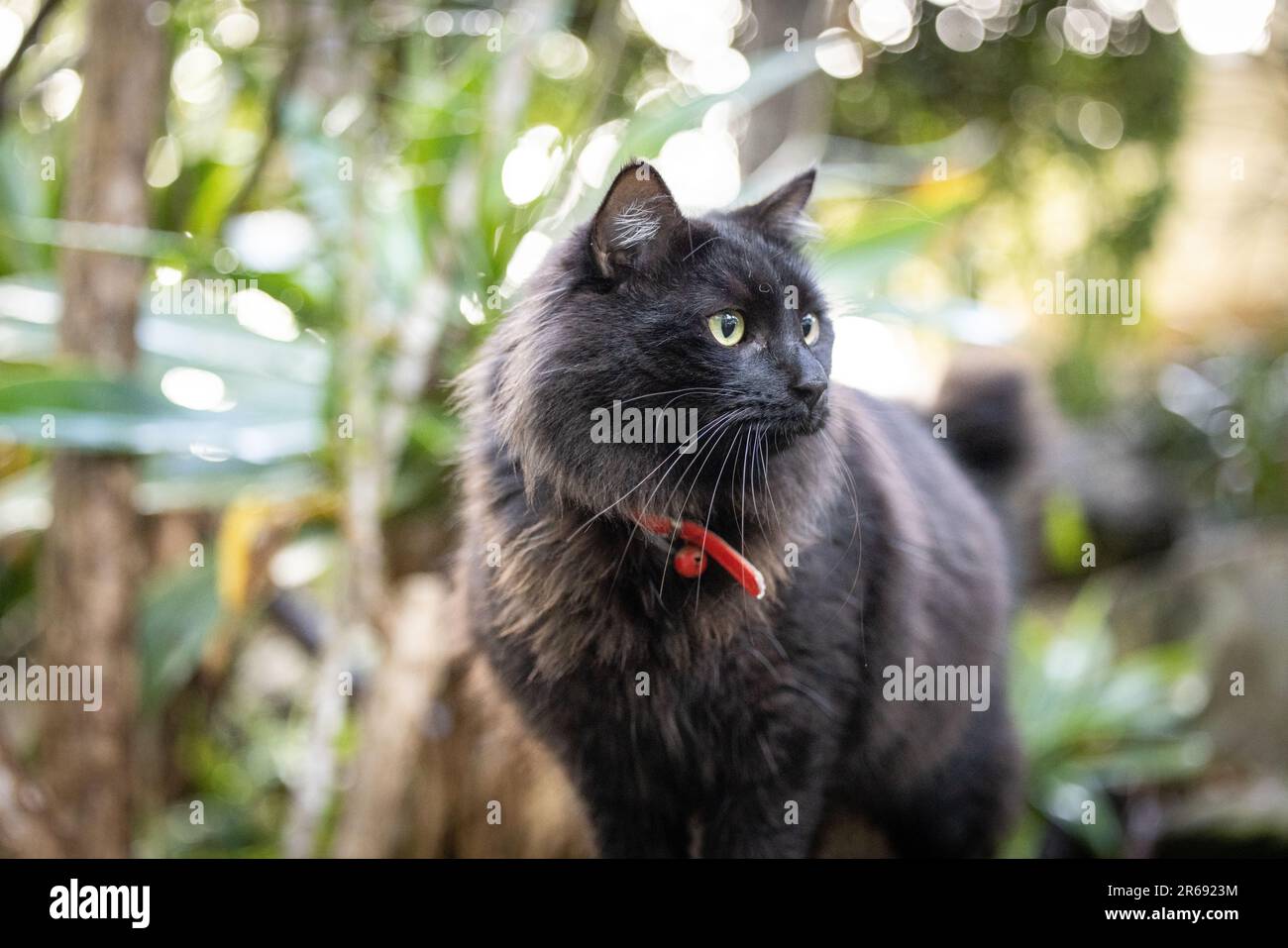 Portrait d'un chat noir moelleux explorant un jardin tropical luxuriant Banque D'Images