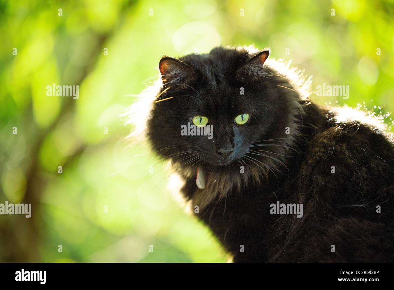 Chat noir vigilant dans le jardin avec des yeux verts vibrants et un arrière-plan naturel de bokeh Banque D'Images