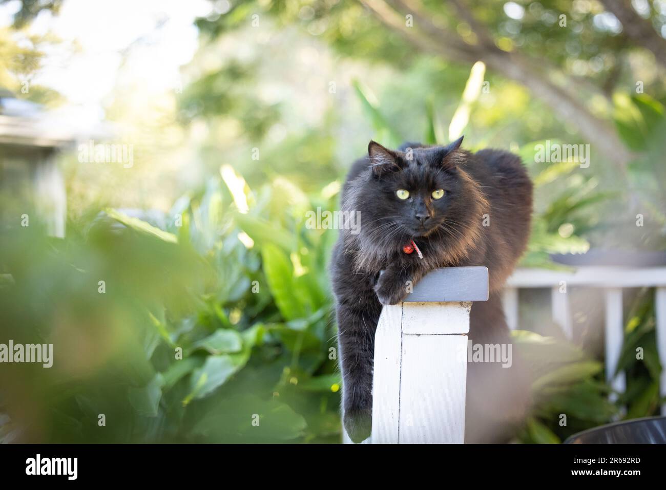 Portrait de chat noir doux se détendre sur la clôture entourée d'un jardin verdoyant Banque D'Images