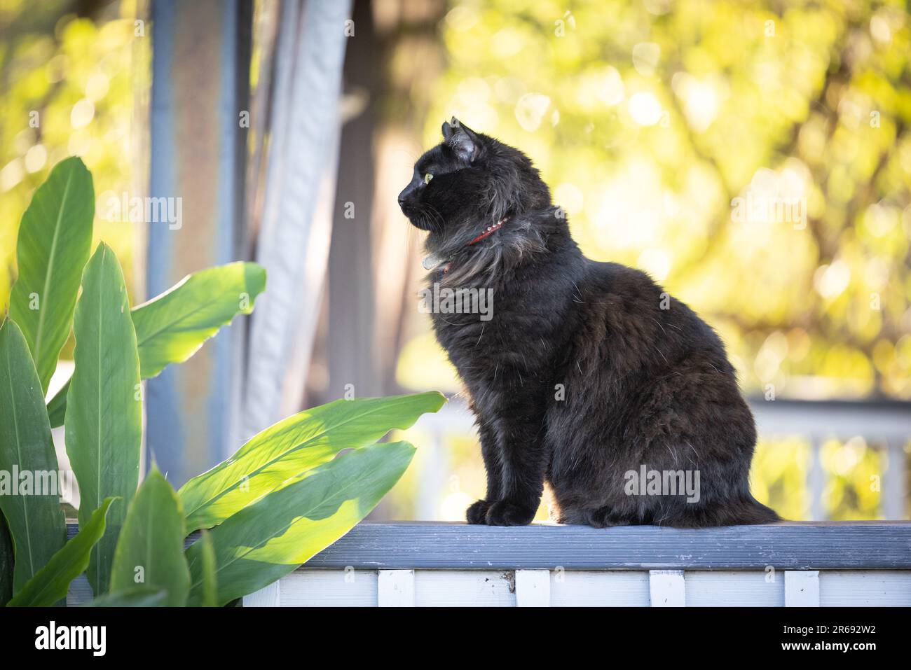 Portrait de chat noir doux se détendre sur la clôture entourée d'un jardin verdoyant Banque D'Images