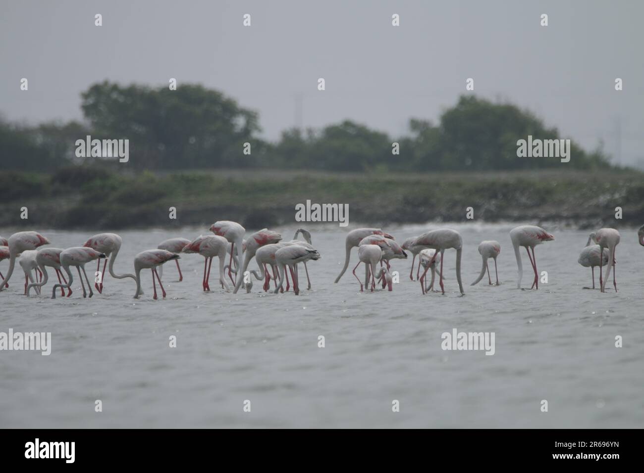 Sri Lankan Birds in the Wild, visitez le Sri Lanka Banque D'Images